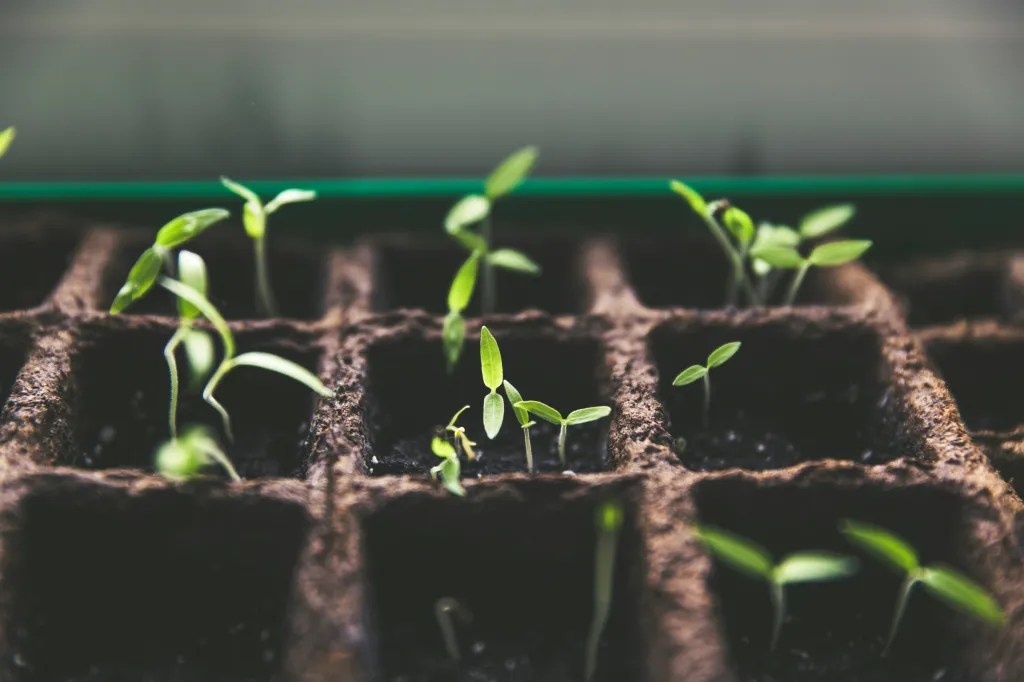The Fast-Track Garden: Early Harvest Wins for the Impatient&nbsp;Builder